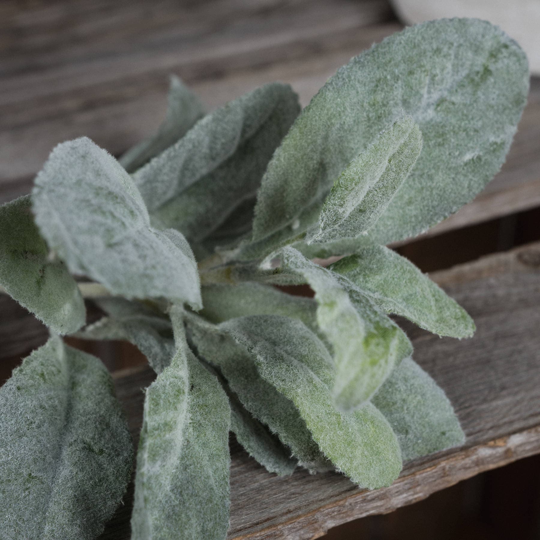 Lambs Ear Artificial Spray - Image 3