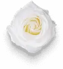 Flower Image