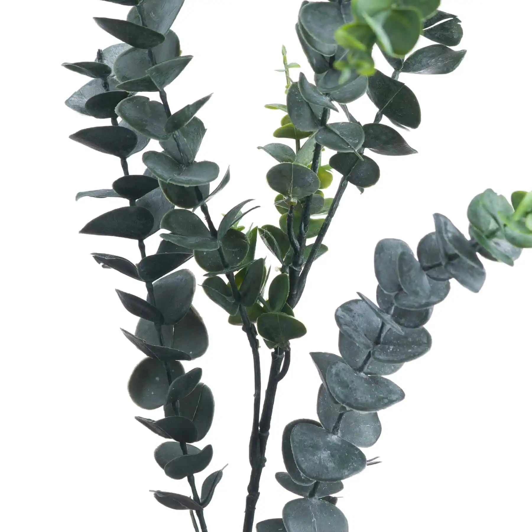 Silver Dollar Eucalyptus - Jaro Design Studio - 2 Silver Dollar Eucalyptus - Image 2