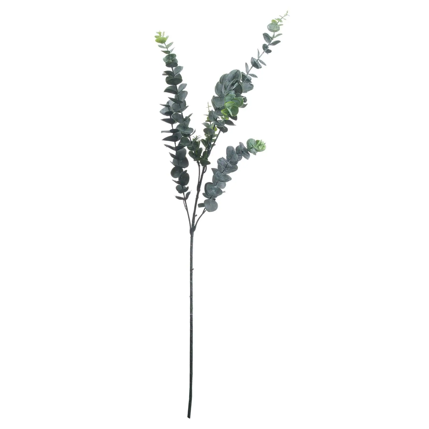 Silver Dollar Eucalyptus - Jaro Design Studio - 1 Silver Dollar Eucalyptus