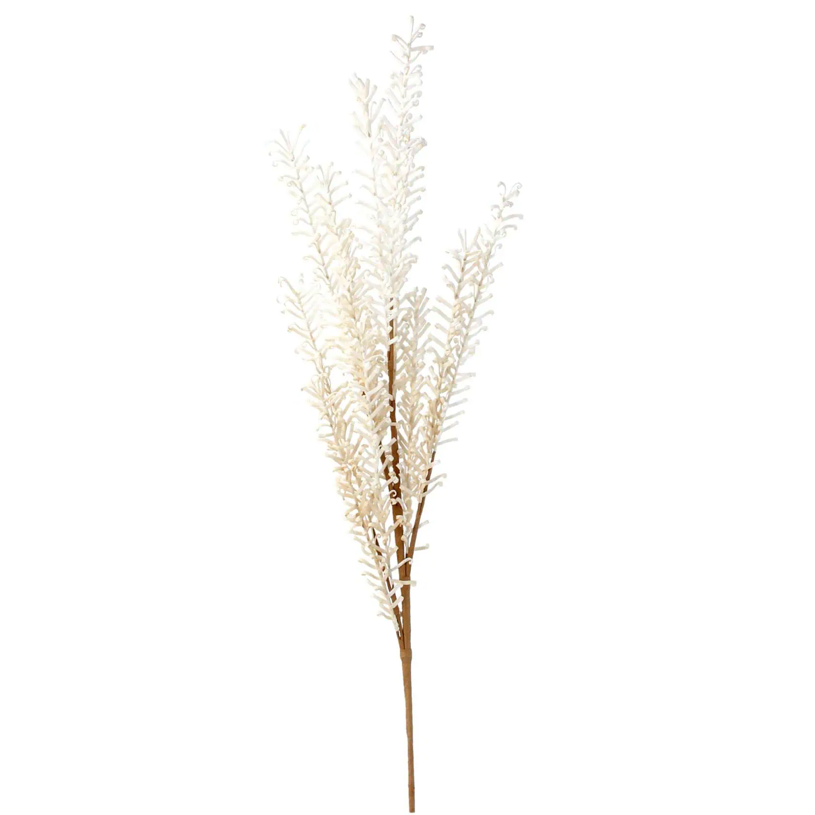Gisela Graham, Natural Feathered Reed Spray