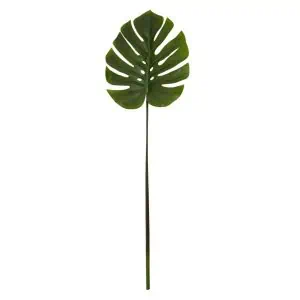 Green Stem Monstera Palm by Fiori