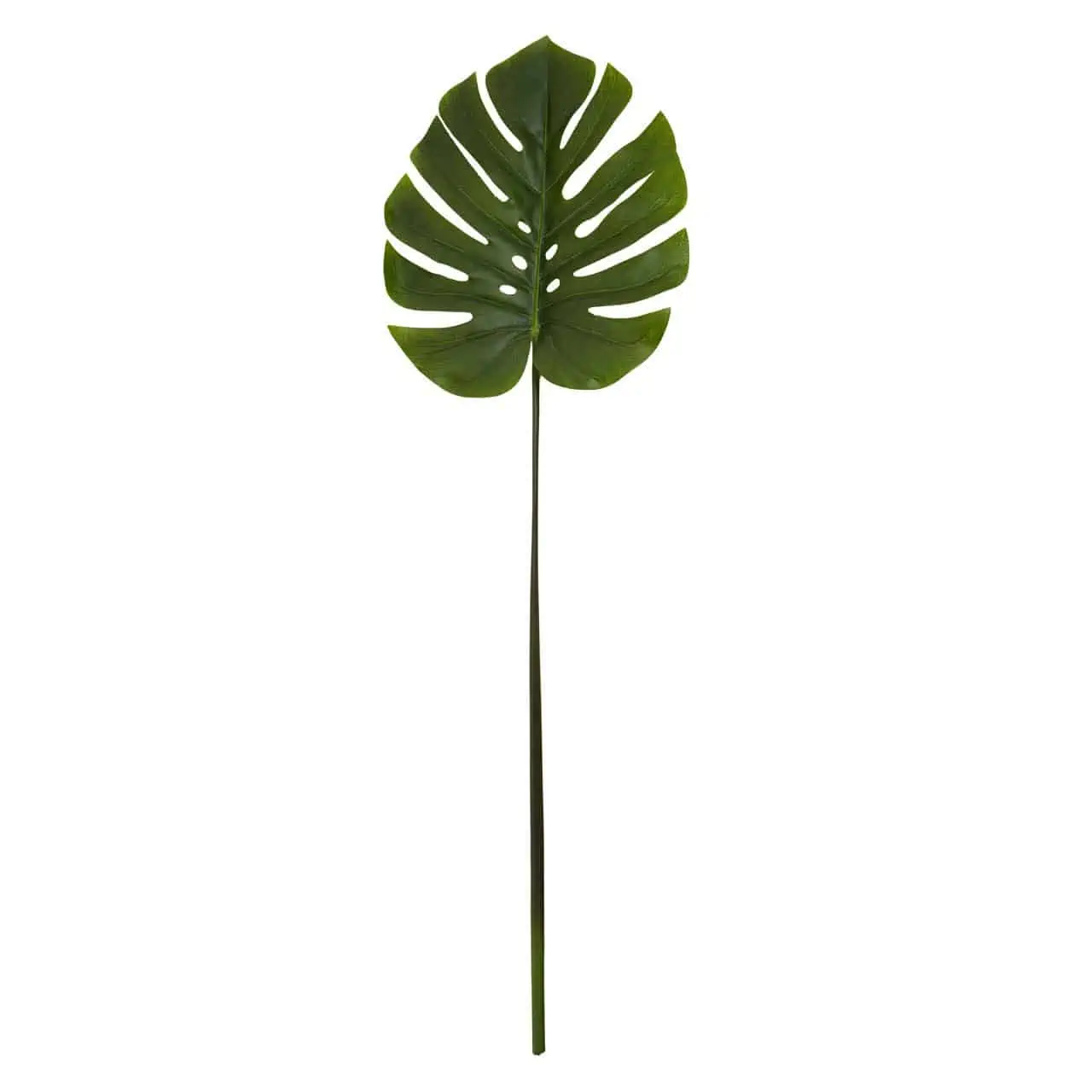 Green Stem Monstera Palm by Fiori