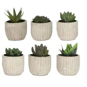 Gisela Graham, Single Mini Potted Succulent