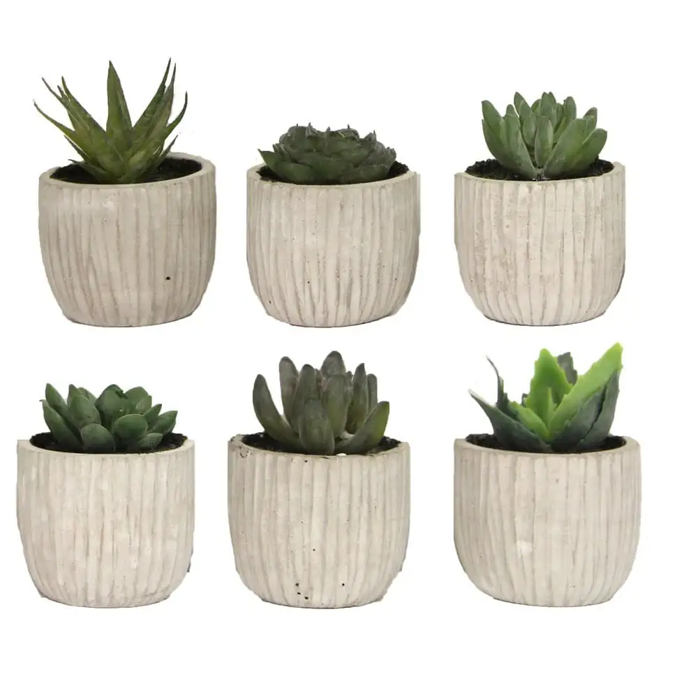 Gisela Graham, Single Mini Potted Succulent