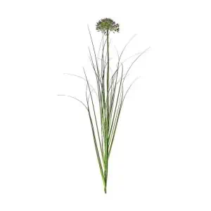 Allium Grass Spray Damson