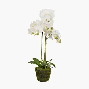 White Orchid in Moss Pot