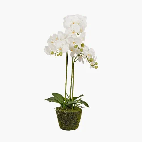 White Orchid in Moss Pot