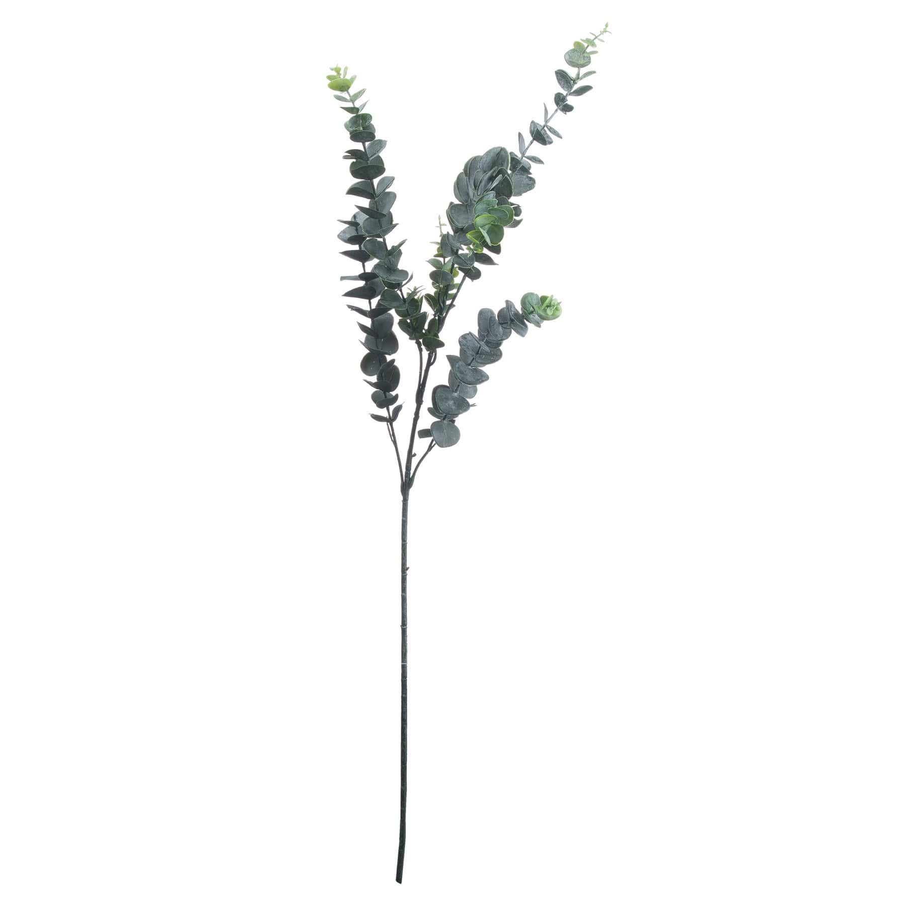 Silver Dollar Eucalyptus - Jaro Design Studio - 1 Silver Dollar Eucalyptus