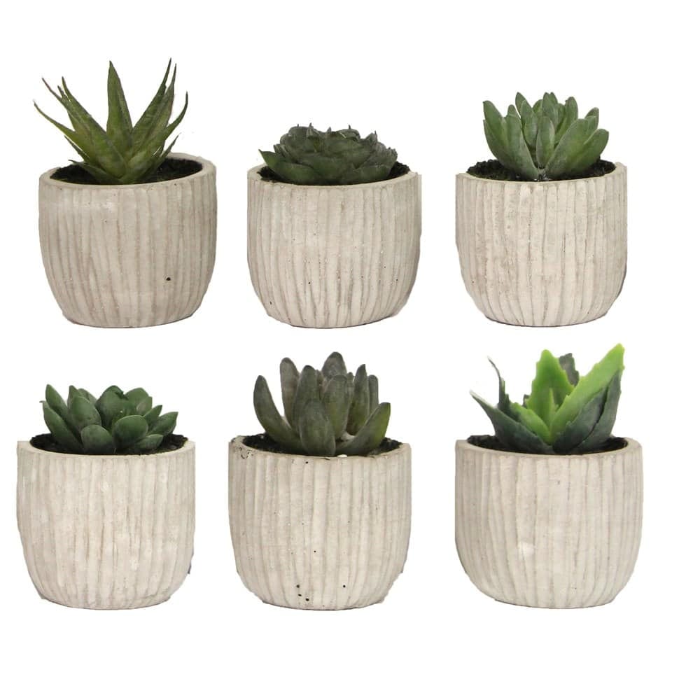 Gisela Graham, Single Mini Potted Succulent