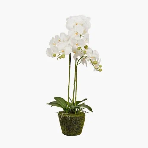 White Orchid in Moss Pot