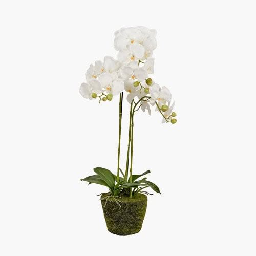 White Orchid in Moss Pot - Jaro Design Studio - 1 White Orchid in Moss Pot